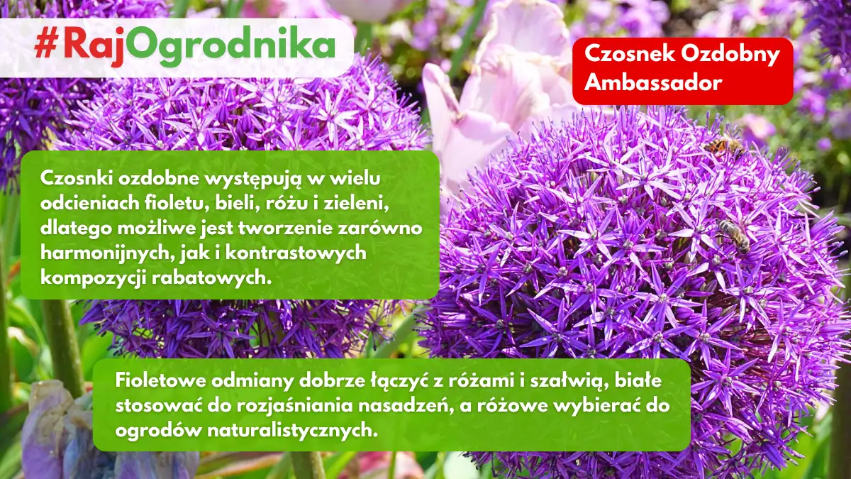 Kolory czosnków ozodbnych które warto wybierać do sadzenia w ogrodzie sklep rajogrodnika